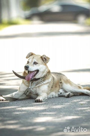 Собачка небольшая ищет себе Семью