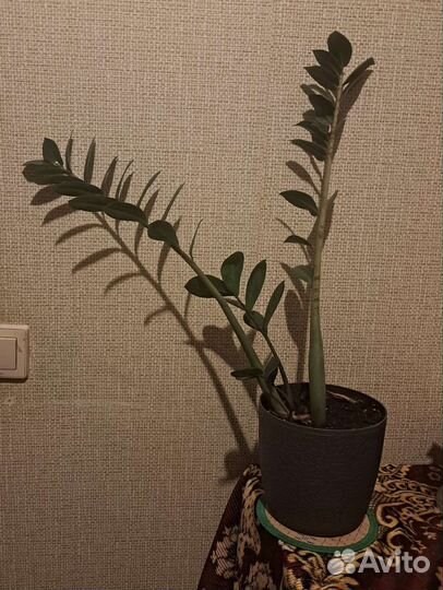 Замиокулькас