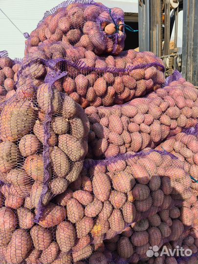 Картофель оптом от производителя