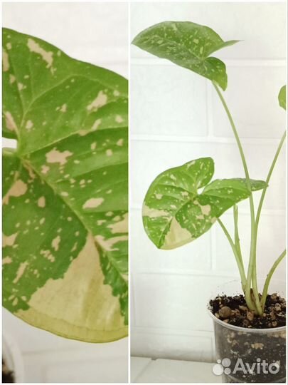 Сингониумы сортовые