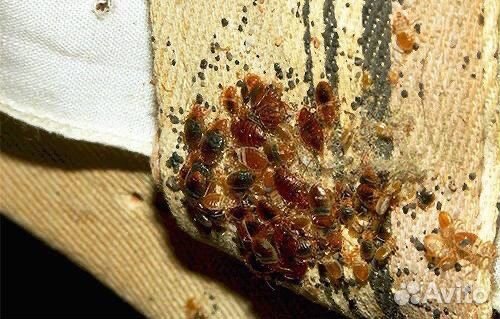 Уничтожить тараканов, клещей, ос, кротов, клопов