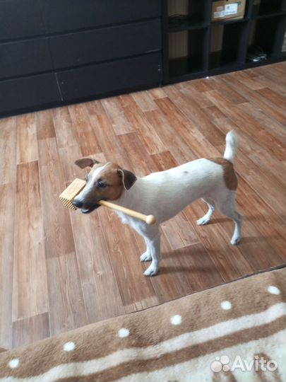 Парсон рассел терьер