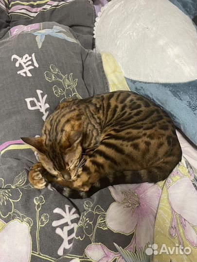 Бенгальский кот
