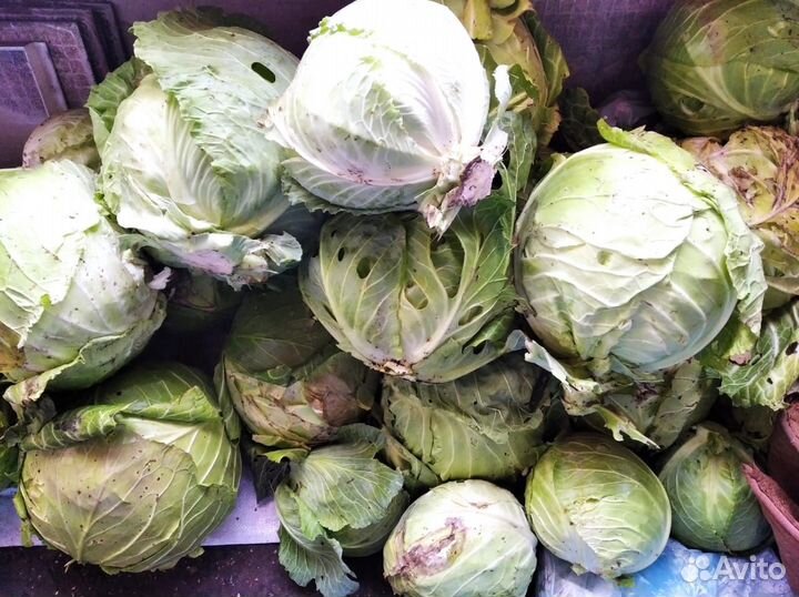 Капуста белокочанная