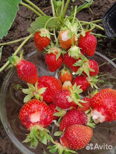 Клубника, рассада элитных сортов