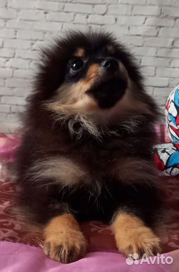 Шпиц пом мини девочки