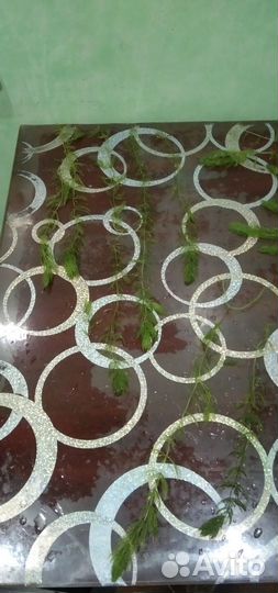 Роголистник