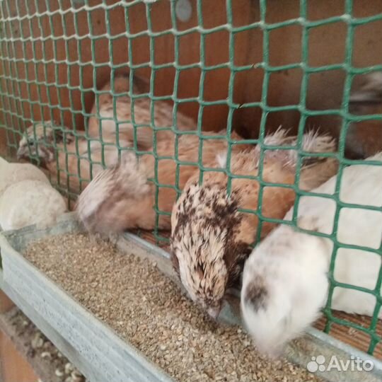 Перепел / обмен