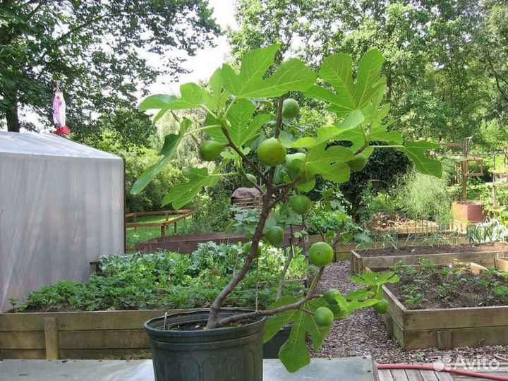 Инжир домашний саженцы