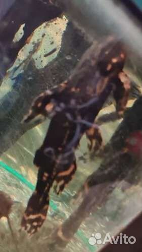 Аквариумные сомы