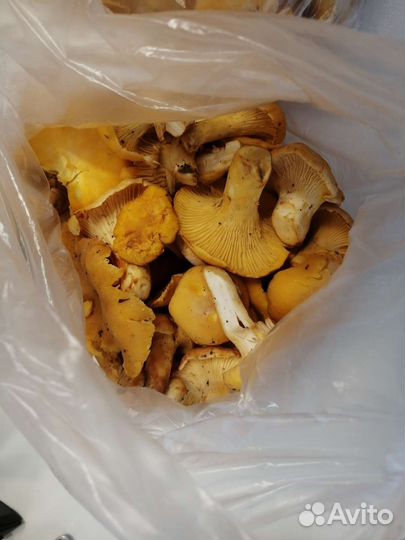 Грибы лисички собраны утром