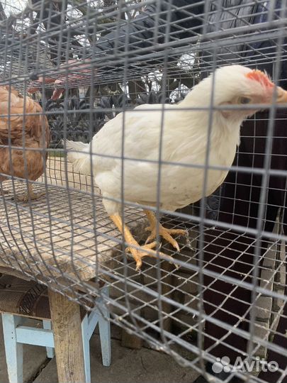 Куры минорка