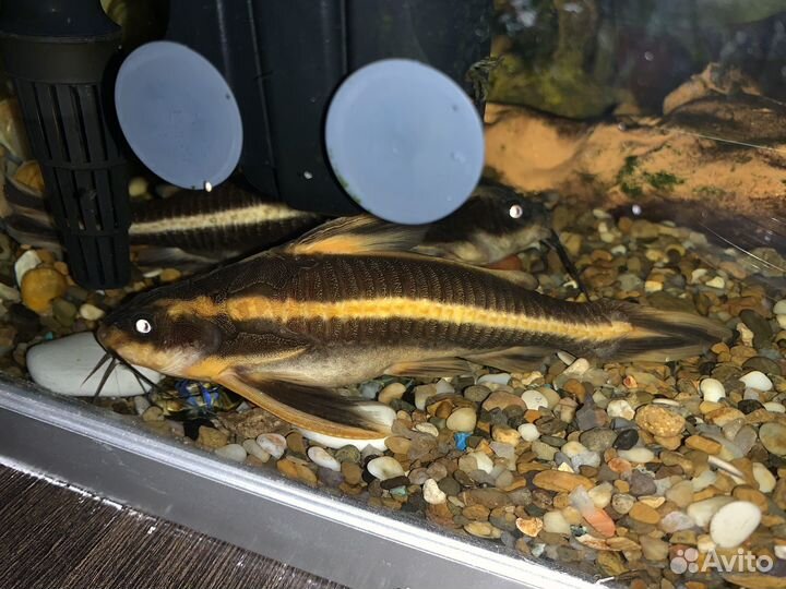 Аквариумные рыбки