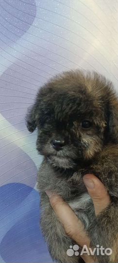 Пушон девочка