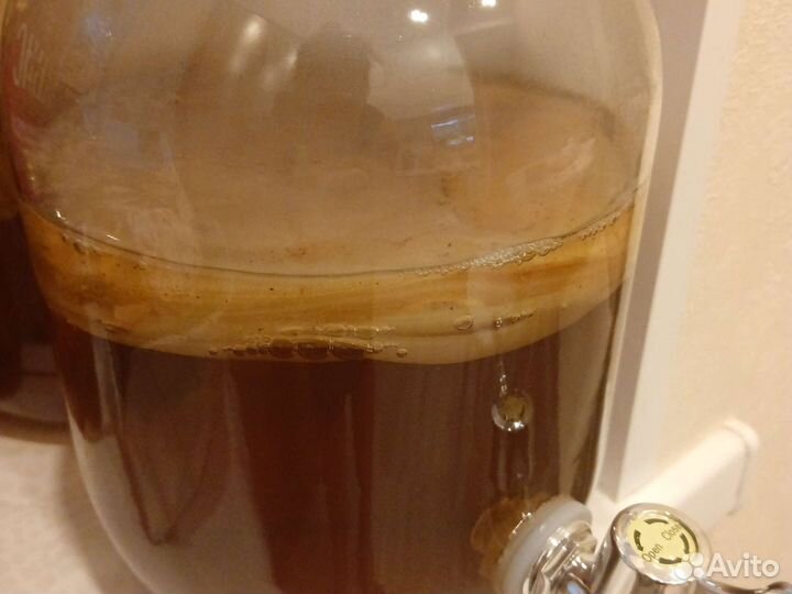 Чайный гриб Комбуча цена за 1 слой+готовый раствор