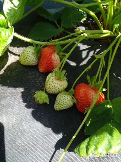 Рассада клубники