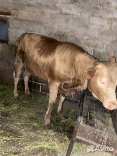 Телка стельная