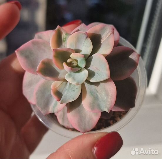 Echeveria Pink Harin Gold