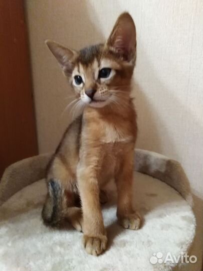 Абиссинские котята