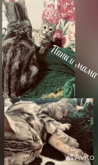 Британские котята