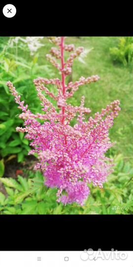 Астильба, ирисы, люпины, лилейник и др многолетник