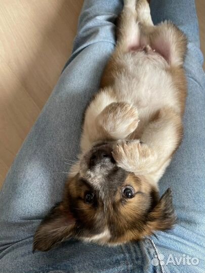 Щенок в добрые руки