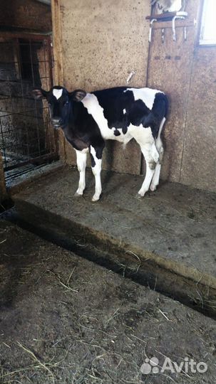 Корова, Бычек