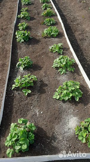 Клубника, лук, щавель