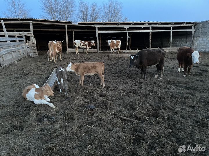 Быки,коровы,телята