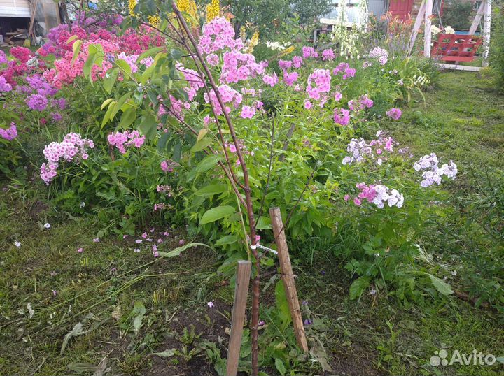 Флоксы многолетние