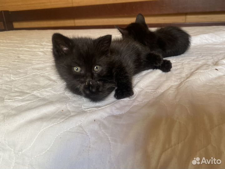 Котёнок пушистик