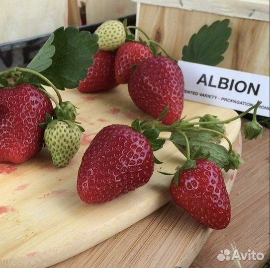 Рассада клубники альбион ремонтатный