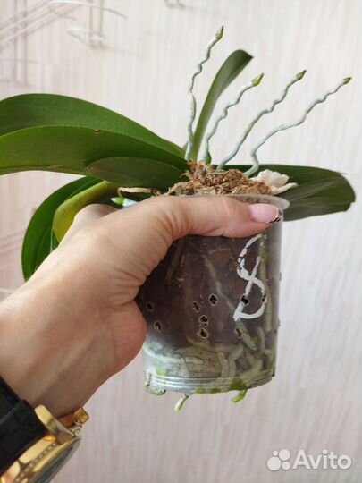 Мультифлорка