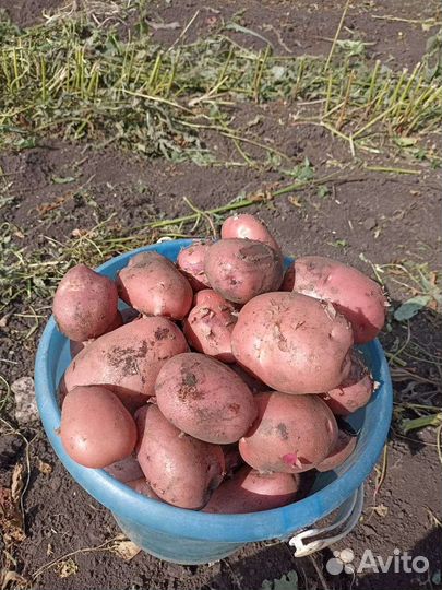 Продам картофель