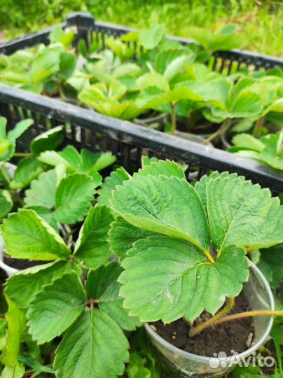 Клубника рассада