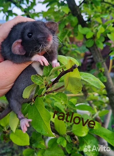 Крысята ласковые и крупные малыши от ratlove