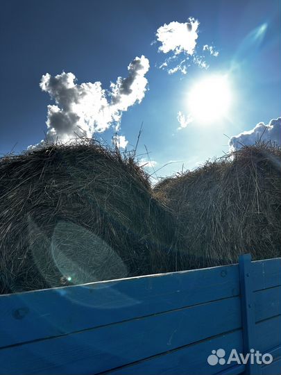 Сено в рулонах