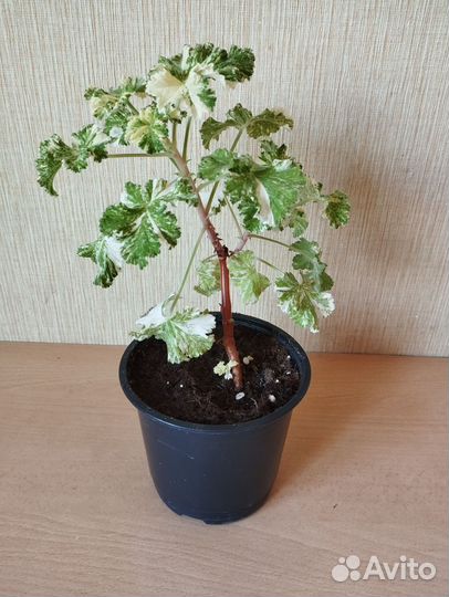 Пеларгония душистая