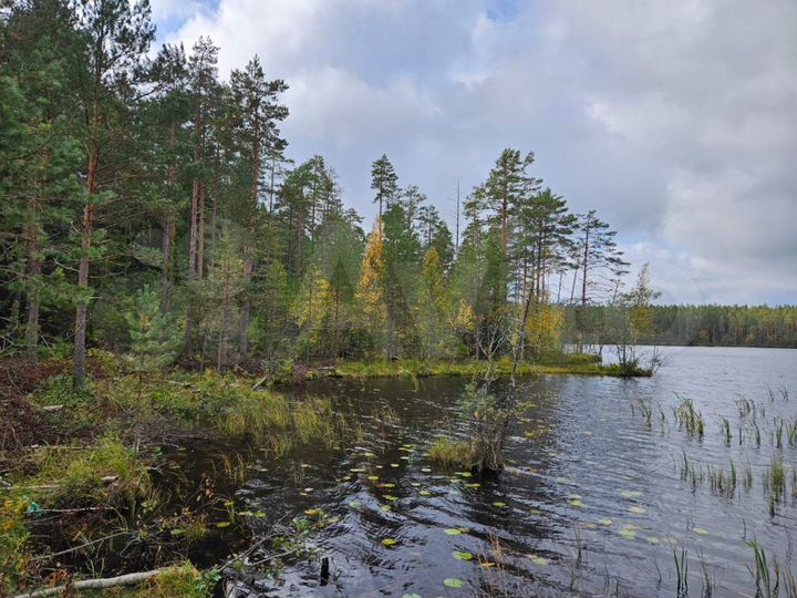 Участок 13,6 сот. (СНТ, ДНП)