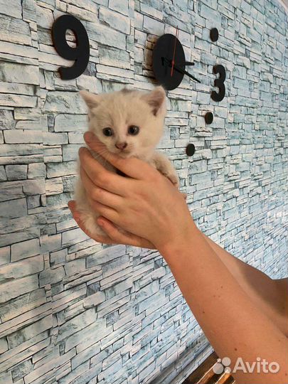 Отдам в добрые руки