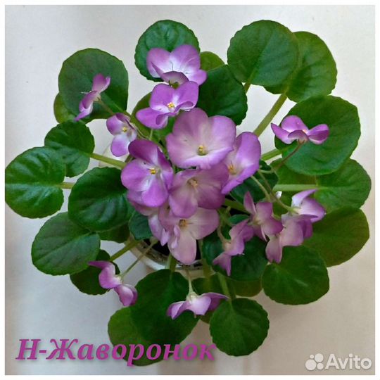 Фиалочки листы с детками и детки Доставка