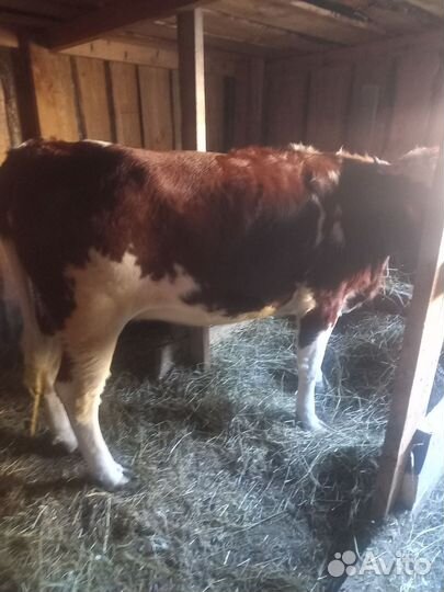 Тёлка 1год 6месецев