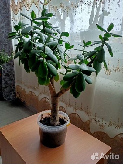 Денежное дерево толстянка