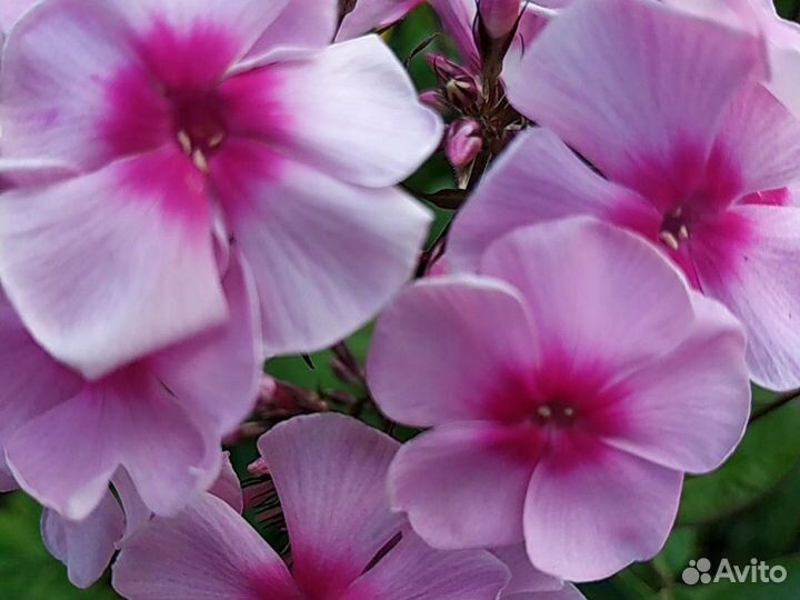 Флоксы сортовые