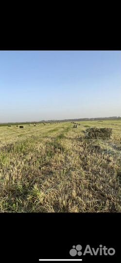 Сено (разнотравье)в тюках с доставкой