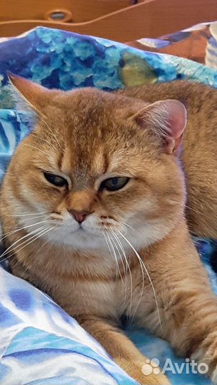 Шотландский, золотой кот 2 г. вязка ворошиловский