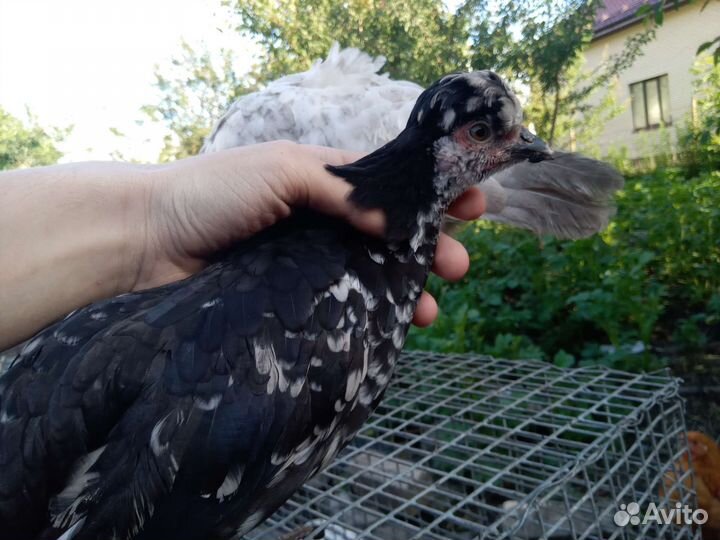 Молодые куры и петухи