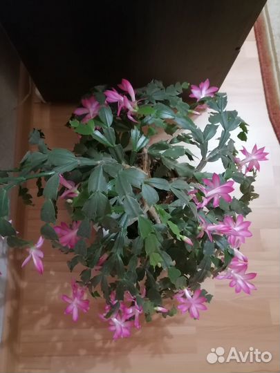 Декабрист сортовой шлюмбергер