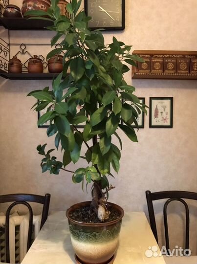 Фикус Микрокарпа