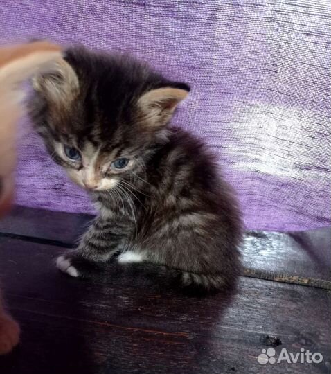 Котята 1,5 месяцев